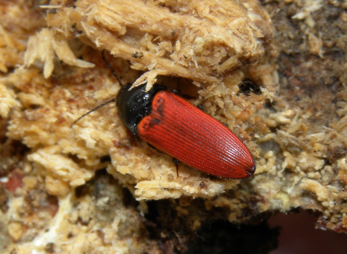 Tenebrionidae: Uloma culinaris e Elateridae: Ampedus pomonae